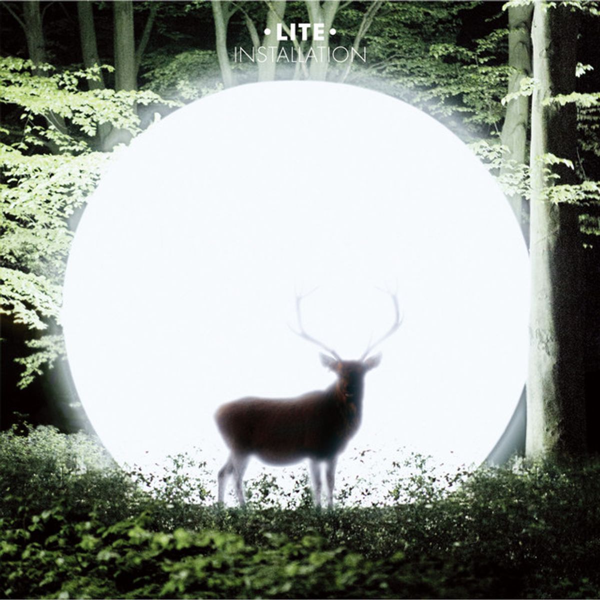 Echolocation