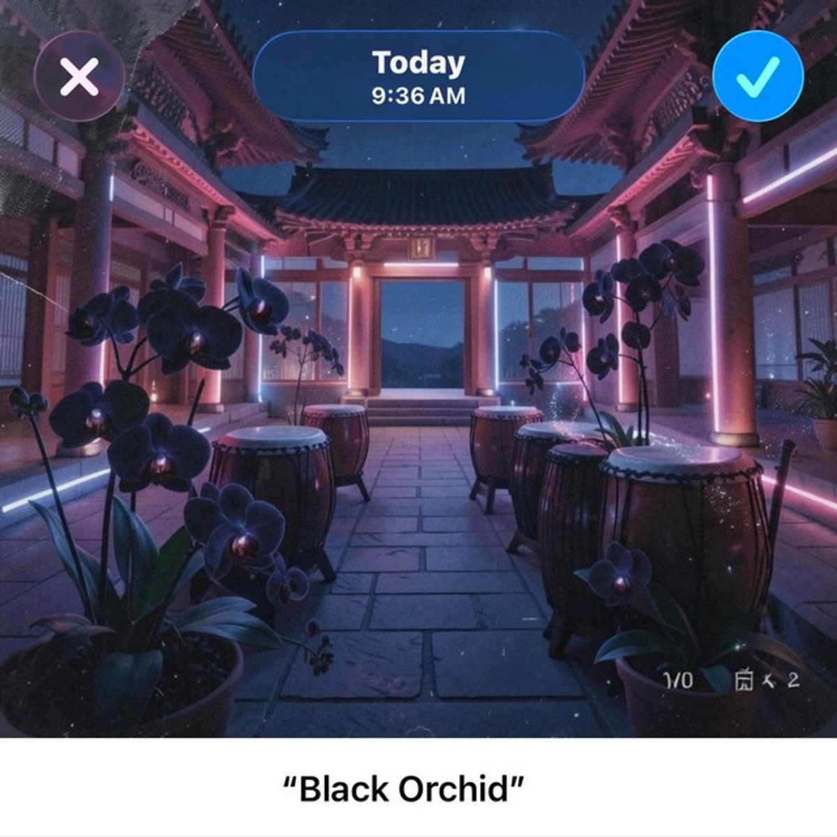 Black Orchid